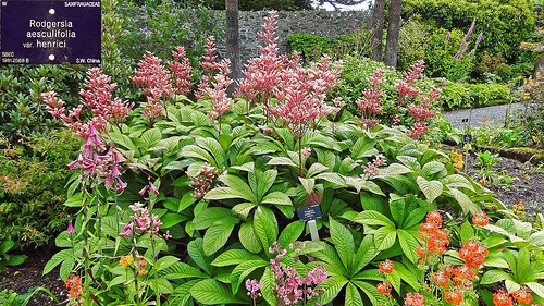 rodgersia-aesculifolia