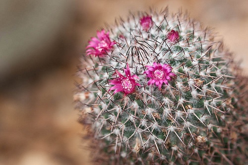 mammillaria-rhodantha