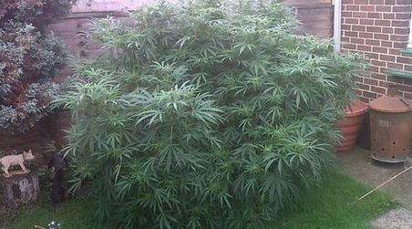 marihuana_london_