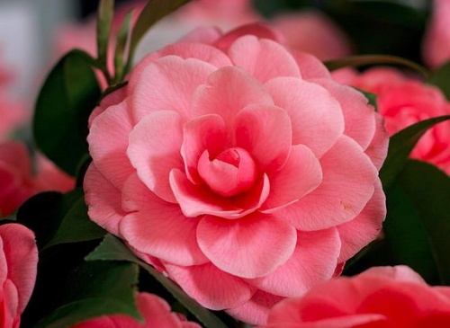 camelia