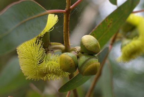 eucalyptus