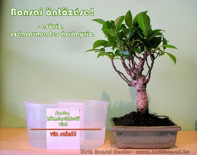 bonsai_ntzse_1
