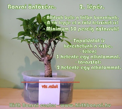 bonsai_ntzse_2