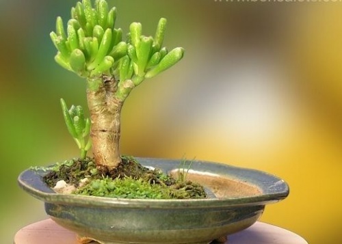 bonsai_atultetese2