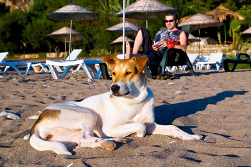 kutya-napozik-tengerpart
