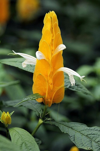 pachystachys-lutea