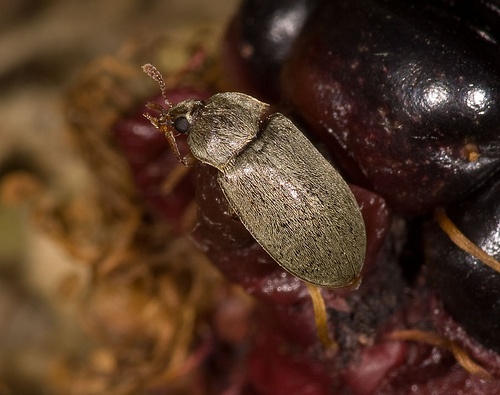 byturus-tomentosus-kartevo