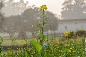 Zöldtrágyázás - ezek a növények javítják a talajt