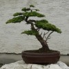 Mindenkinek kell egy bonsai! - Egy bonsai szakértő tanácsai