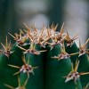 Kaktuszok havi munkanaptára - július, augusztus
