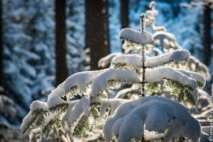 Milyen károkat okozhat a hó a kertben?