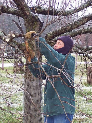 metszés a kertben