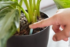 Táprudat vagy tápoldatot használjunk, hogy dúsan virágozzanak a növényeink?