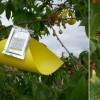 Szín- és illatcsapdák: természetbarát védekezés a gyümölcsfák kártevői ellen