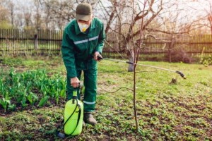 Lemosó permetezés: sokan elfelejtik, pedig fontos kerti munka tavasszal