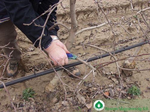 Hogyan védekezhetünk a szőlőben és gyümölcsösben károsító atkák ellen vegyszerek nélkül?