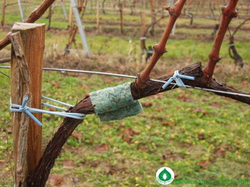 Hogyan védekezhetünk a szőlőben és gyümölcsösben károsító atkák ellen vegyszerek nélkül?