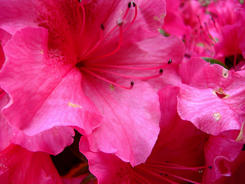 Rododendron virága