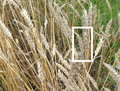 fusarium gomba