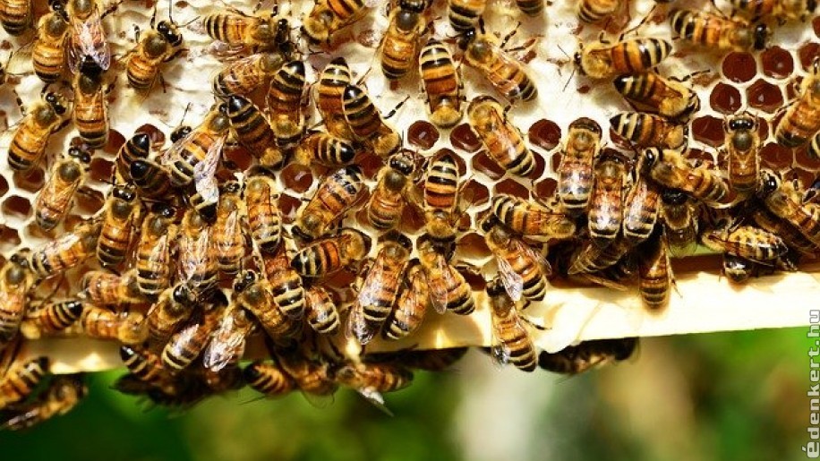 Mit tudunk a méhekről? Egy miniállam élete