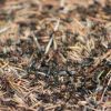 Hogyan szabaduljunk meg a hangyáktól természetes módon? - 2. rész