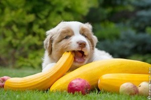 Kutyákra mérgező hatású zöldségek