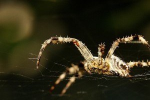 Hasznos állat a kertben: a pók