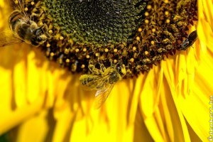 Ha kipusztulnak a méhek, az emberiség csupán négy évvel élné túl eltűnésüket