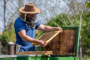 Elkezdődött a méhészszezon