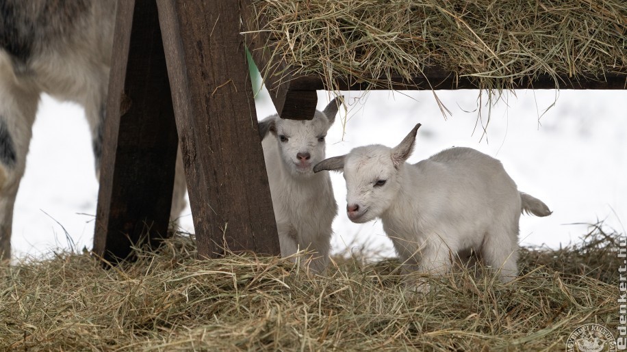 Cuki hófehér iker kecskegidák születtek a Debreceni Állatkertben