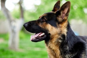 Kutyazóna: kiváló házőrző kutyák