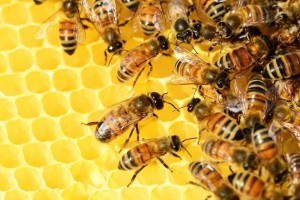 A méhpempő, mint a méhészet valaha volt leghatásosabb terméke