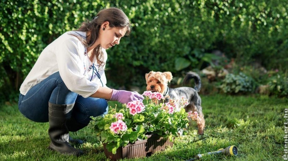19 tipp, hogyan kertészkedjünk együtt a kutyánkkal