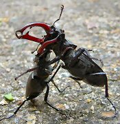 A Kárpát-medence legnagyobb bogara: szarvasbogár