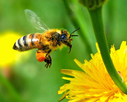 Mit tudunk a méhekről?- egy miniállam élete