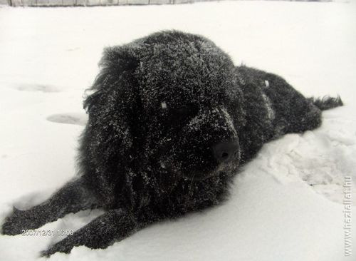 Télen megfagynak a kóborló állatok?