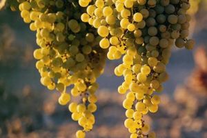 Miért ültessünk bio csemegeszőlőt?