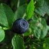 A fekete áfonya (Vaccinium myrtillus) ültetése