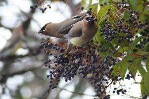 Hogyan védjük meg gyümölcseinket a madaraktól? - 2. rész