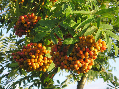 Madárberkenye-gyümölcs