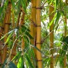 11 dolog, amit a bambuszról tudni kell!