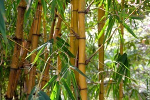 11 dolog, amit a bambuszról tudni kell!