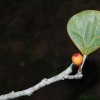 Fagyöngyfüge vagy fagyöngy fikusz (Ficus deltoidea)