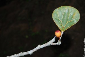 Fagyöngyfüge vagy fagyöngy fikusz (Ficus deltoidea)