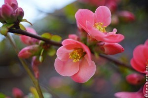 2 tavasszal virágzó cserje: boglárkacserje és japánbirs