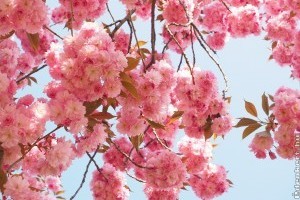 Sakura a kertben: így gondozd a japán díszcseresznyét!