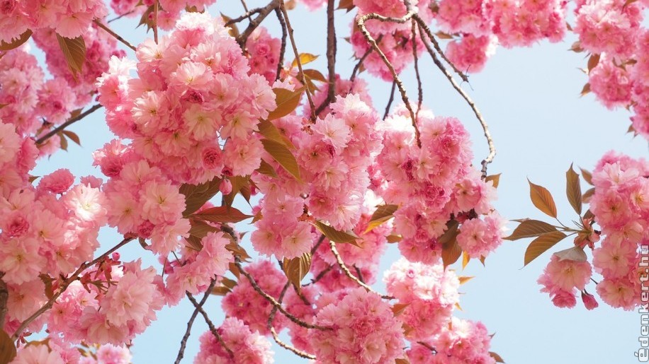 Sakura a kertben: így gondozd a japán díszcseresznyét!