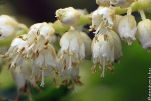 Színkavalkád: Virágzó kerti cserjék és kúszónövények