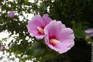 Egzotikus szépség a kertben: Sharon rózsája
