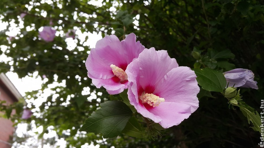 Egy különleges szépség a kertben: Sharon rózsája